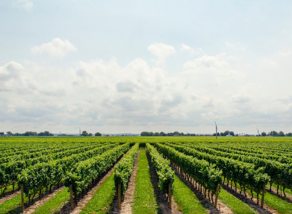 cessione-azienda-agricola Circolari Fiscali