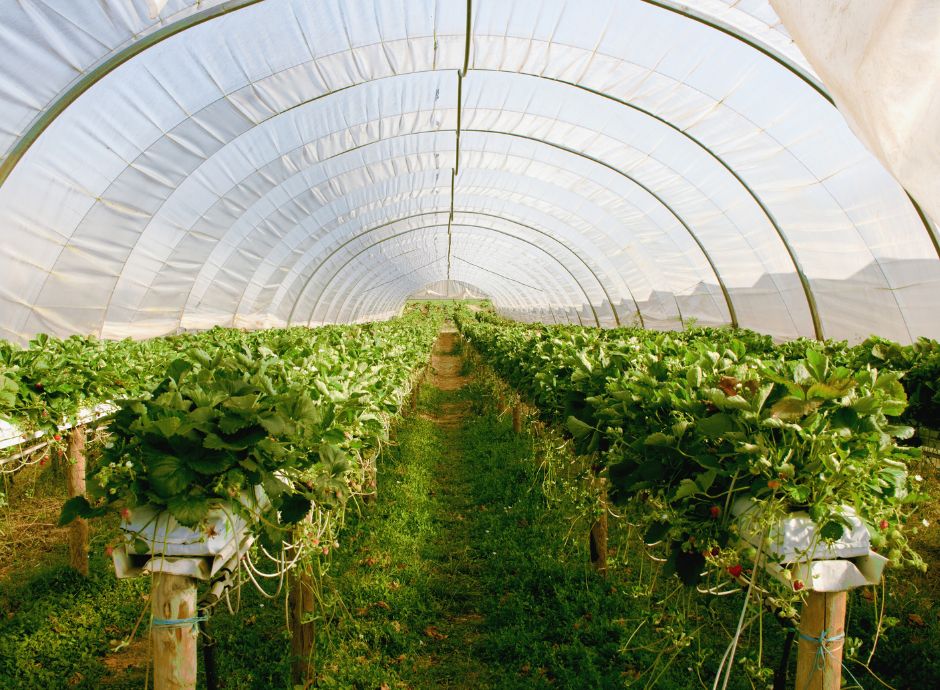 delega-fiscale-riforma-agricolo Circolari Fiscali