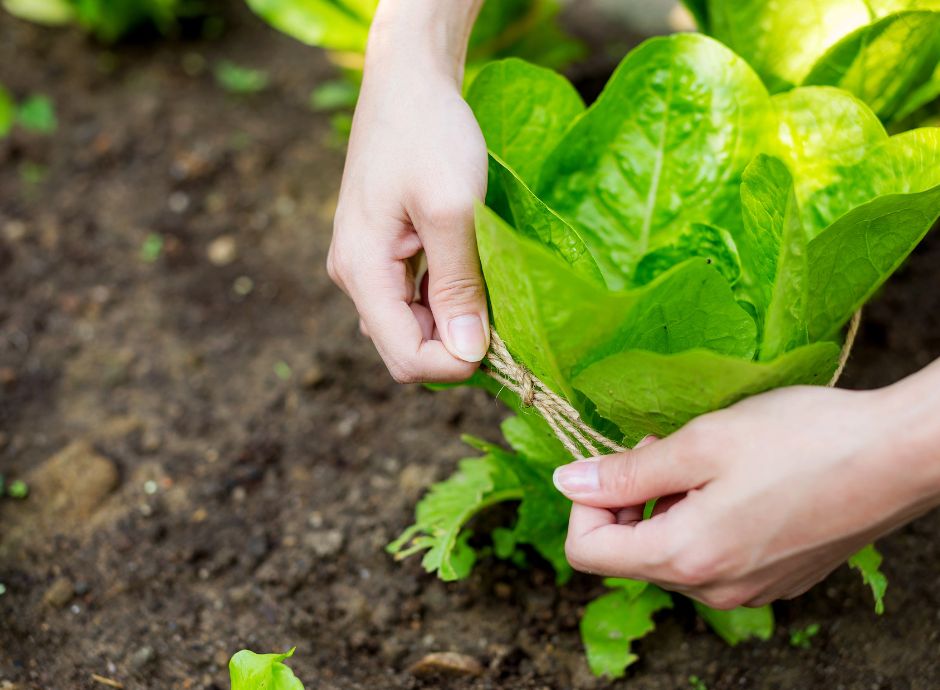 fitosanitari-fertilizzanti-sintesi-modalita-versamento-contribu_p28077 Circolari Fiscali