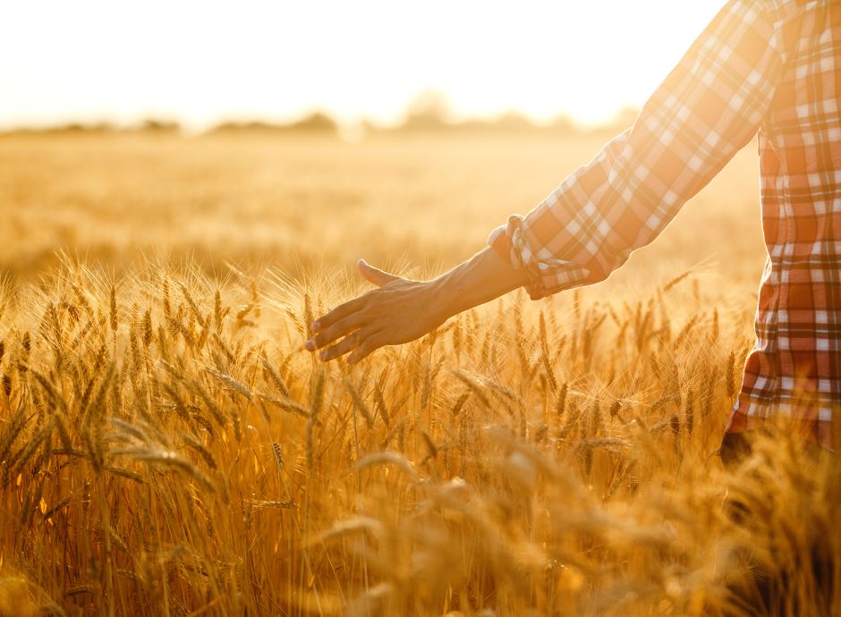 prelazione-agraria-fermo-orientamento-cassazione-societa-capita_p98763 Circolari Fiscali