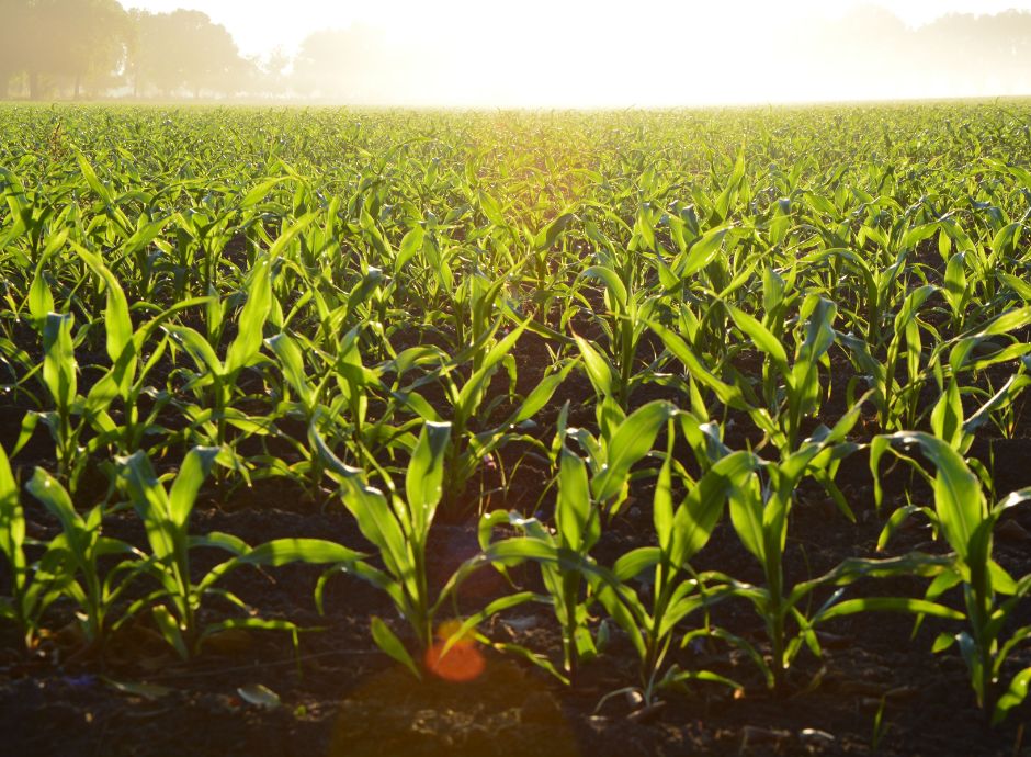 usufrutto-terreno-agricolo Circolari Fiscali