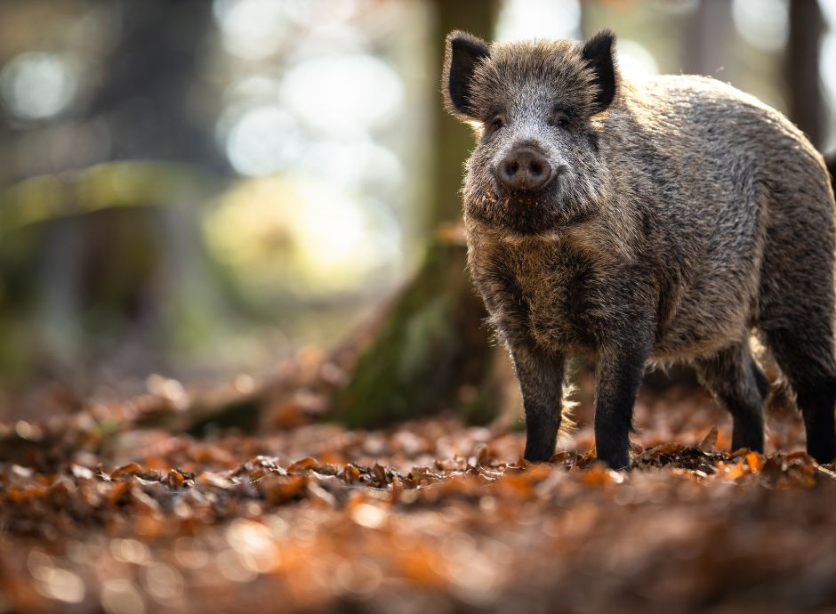 peste-suina-africana-bando-regione-lombardia-investimenti-volti_p40403 Circolari OP del settore ortofrutticolo