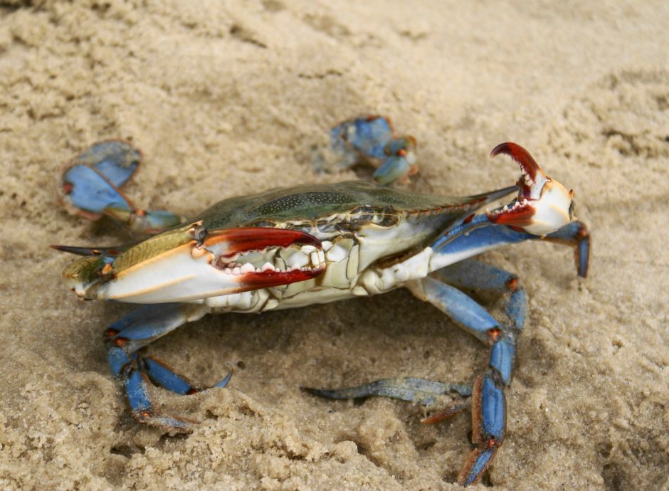 contrasto-proliferazione-granchio-blu-esentasse-commercializzaz_p81773 Circolari Fiscali