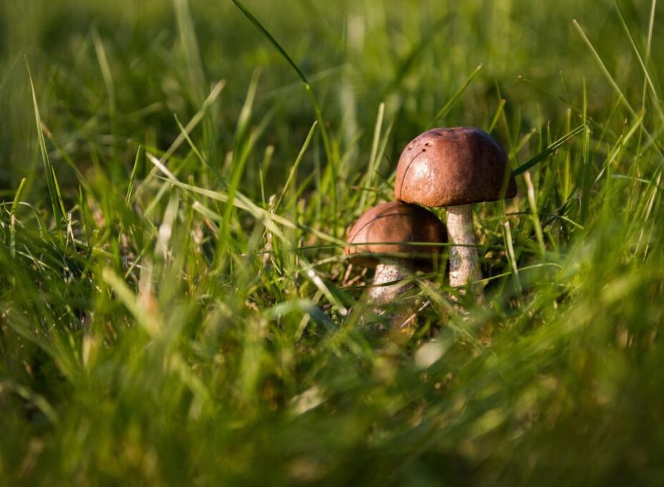 regime-fiscale-raccoglitori-occasionali-questioni-aperte Circolari Fiscali