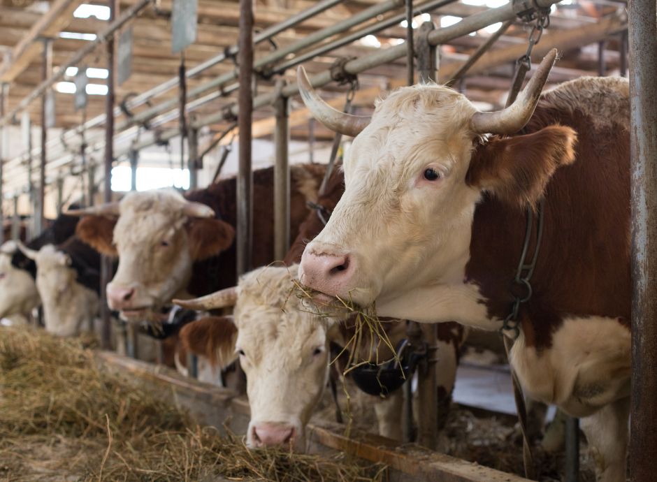 eco-1-livello-1-importante-modifica-ammissibilita-pagamento Circolari PAC e PSR