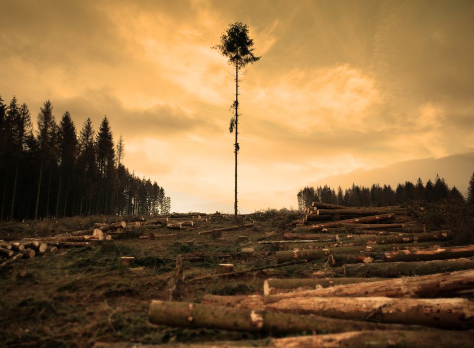 rinviata-anno-entrata-vigore-regolamento-ue-deforestazione-eudr ConsulenzaAgricola -  Risposte efficaci per il mondo agricolo