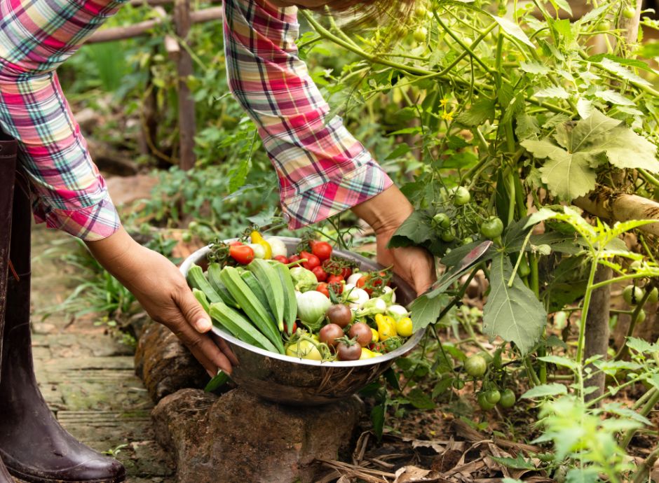 agricoltura-biologica-cessazione-obbligo-comunicazione-pap ConsulenzaAgricola -  Risposte efficaci per il mondo agricolo