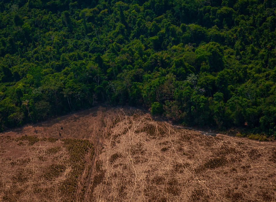 proroga-regolamento-deforestazione-ottiene-via-libera-consiglio ConsulenzaAgricola -  Risposte efficaci per il mondo agricolo