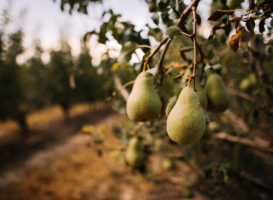 istruzioni-operative-fondo-sviluppo-sostegno-filiera-pera ConsulenzaAgricola -  Risposte efficaci per il mondo agricolo