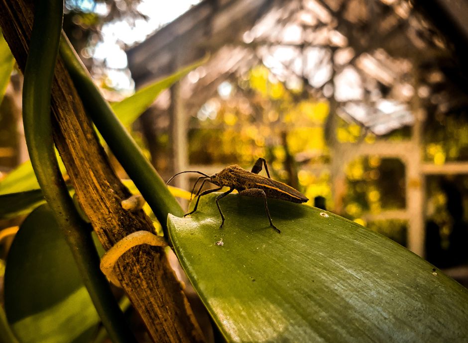 aliquota-iva-applicabile-cessioni-prodott-contenent-feromoni-mo_p75355 Circolari Fiscali