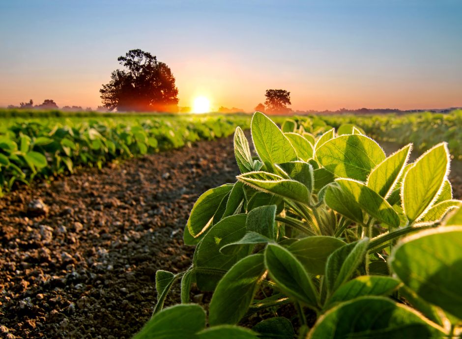 fondo-sovranita-alimentare-campagna-2024 ConsulenzaAgricola -  Risposte efficaci per il mondo agricolo