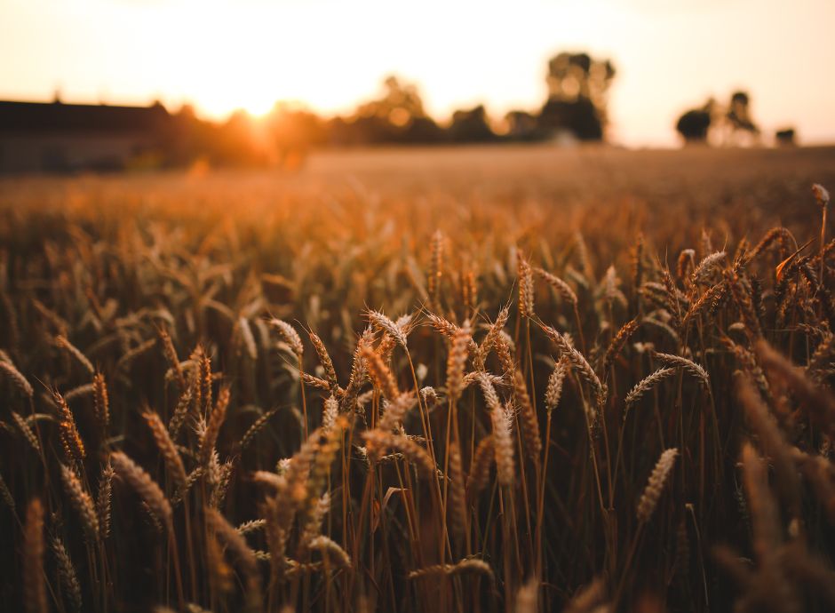 modifica-fondo-grano-duro-2024 ConsulenzaAgricola -  Risposte efficaci per il mondo agricolo