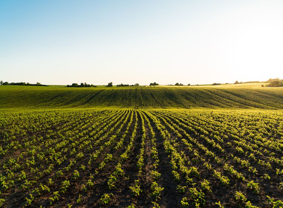 agricoltura-carbon-farming-riforma-fiscale-premia-sostenibilita_p92719 ConsulenzaAgricola -  Risposte efficaci per il mondo agricolo