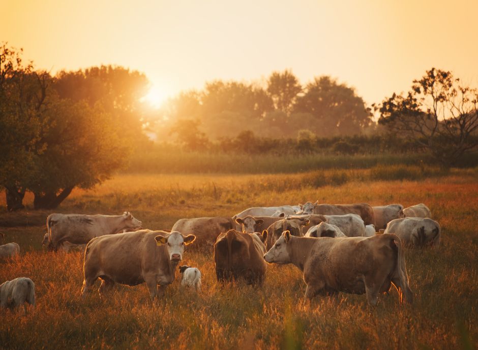 fondo-sovranita-alimentare-2024-filiera-zootecnica-carni-bovine ConsulenzaAgricola -  Risposte efficaci per il mondo agricolo