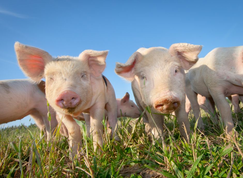 peste-suina-africana-misure-prorogate-al-15-giugno-2025 Circolari OP del settore ortofrutticolo