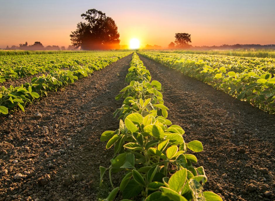 pulizia-e-disinfezione-nella-produzione-biologica-le-nuove-line_p38314 Circolari Fiscali