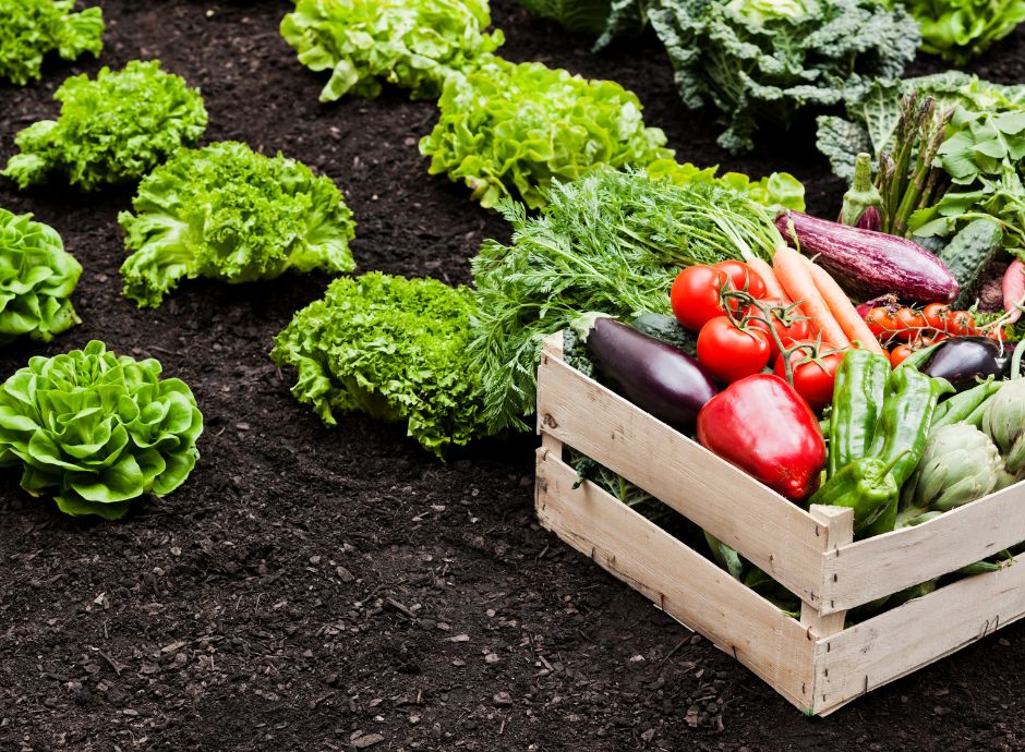 l-agricoltura-biologica-in-svizzera-segnali-di-stabilita-in-un-_p89207 Circolari OP del settore ortofrutticolo