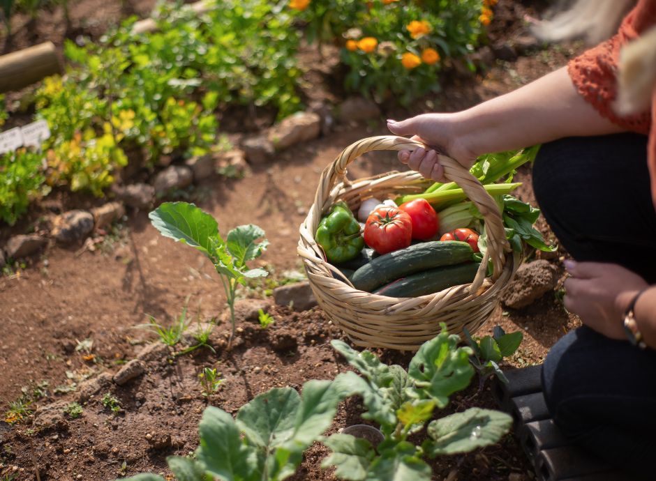 verso-il-25-di-agricoltura-biologica-in-europa-stato-attuale-sf_p62462 Circolari OP del settore ortofrutticolo