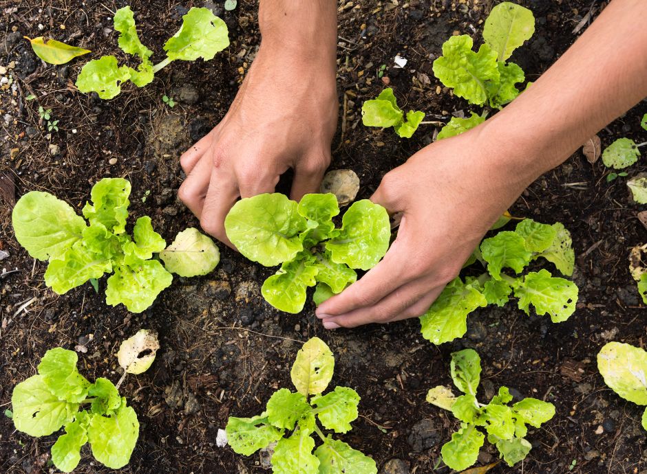 commissione-europea-rinnova-egtop-opportunita-esperti-agricoltu_p38197 Circolari OP del settore ortofrutticolo