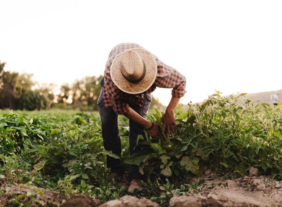 versamenti-integrativi-lavoratori-agricoli-inps-comunica-aggior_p46375 Circolari OP del settore ortofrutticolo