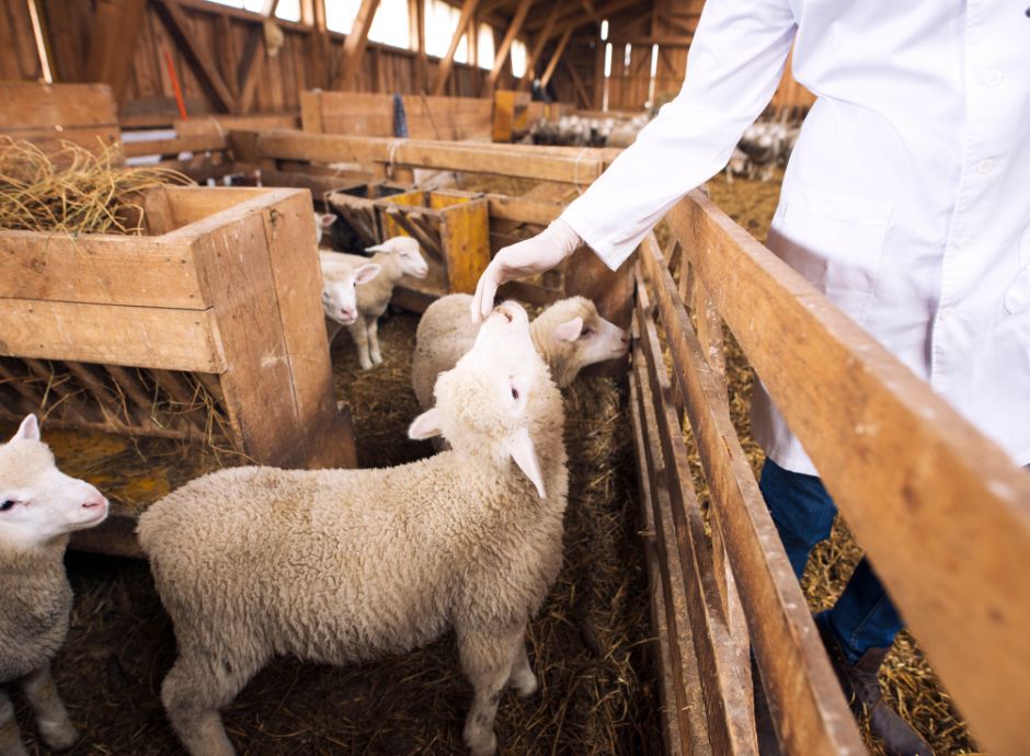 Emergenza sanitaria – Diffusione del virus ‘Blue Tongue’ negli allevamenti ovini emergenza-sanitaria-diffusione-virus-blue-tongue-allevamenti-ov_p92476 Sezione Circolari