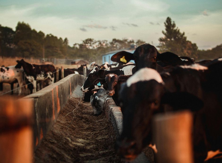 FAQ Ministeriali su Ecoschema 1-livello 2 e SQNBA faq-ministeriali-su-ecoschema-1-livello-2-e-sqnba Sezione Circolari