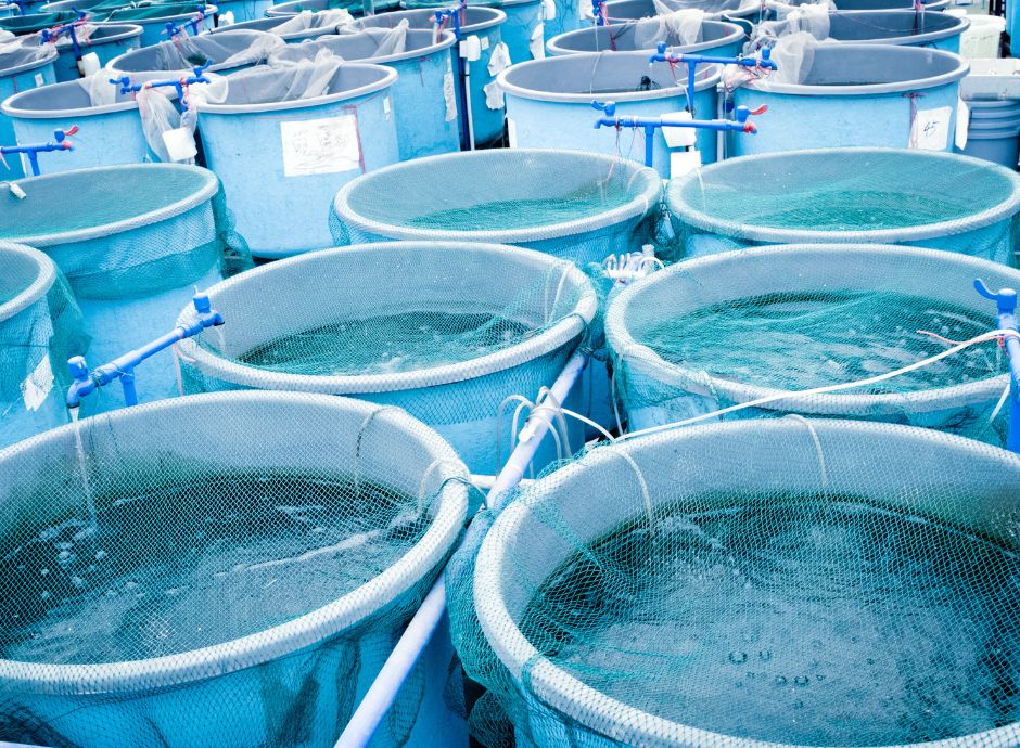 Il contributo a sostegno delle imprese di acquacoltura contributo-sostegno-imprese-acquacoltura Sezione Circolari