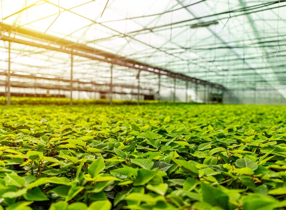 novita-fiscali-per-le-coltivazioni-in-serre-arriva-l-attesa-cir_p38058 Circolari Fiscali