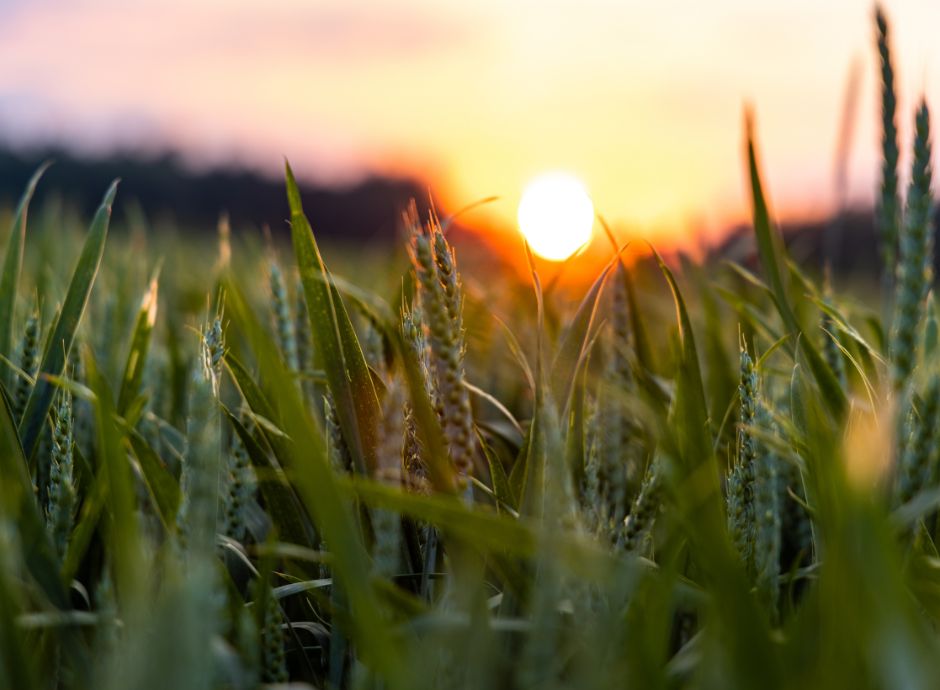 collegato-agricoltura-2025-coltivaitalia Sezione Circolari