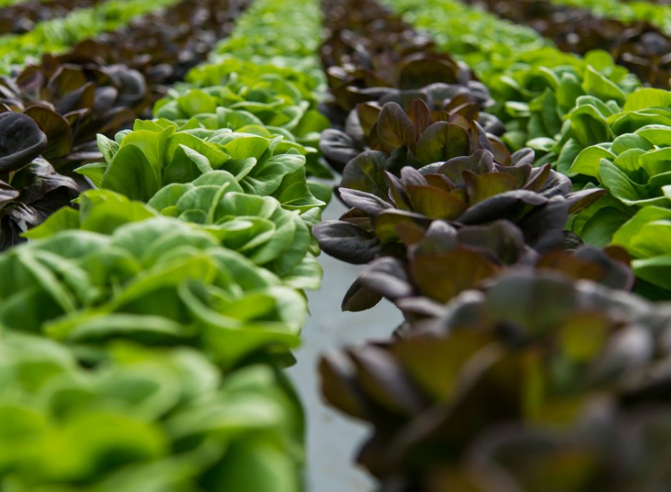 colture-serra-novita-circolare-12-possibili-correttivi Sezione Circolari