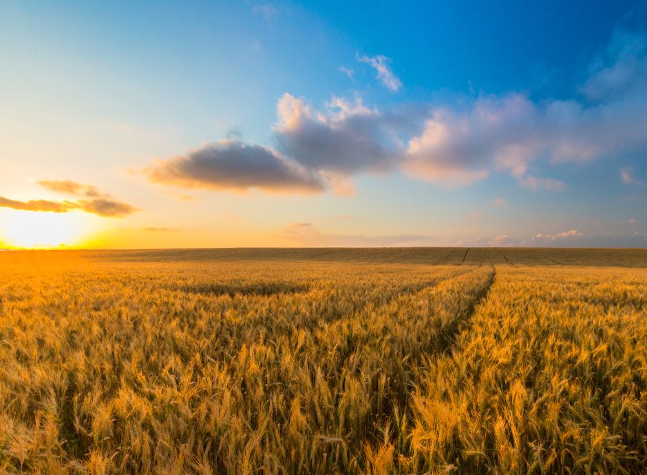 settore-biologico-germania-cresce-superficie-calano-aziende Sezione Circolari