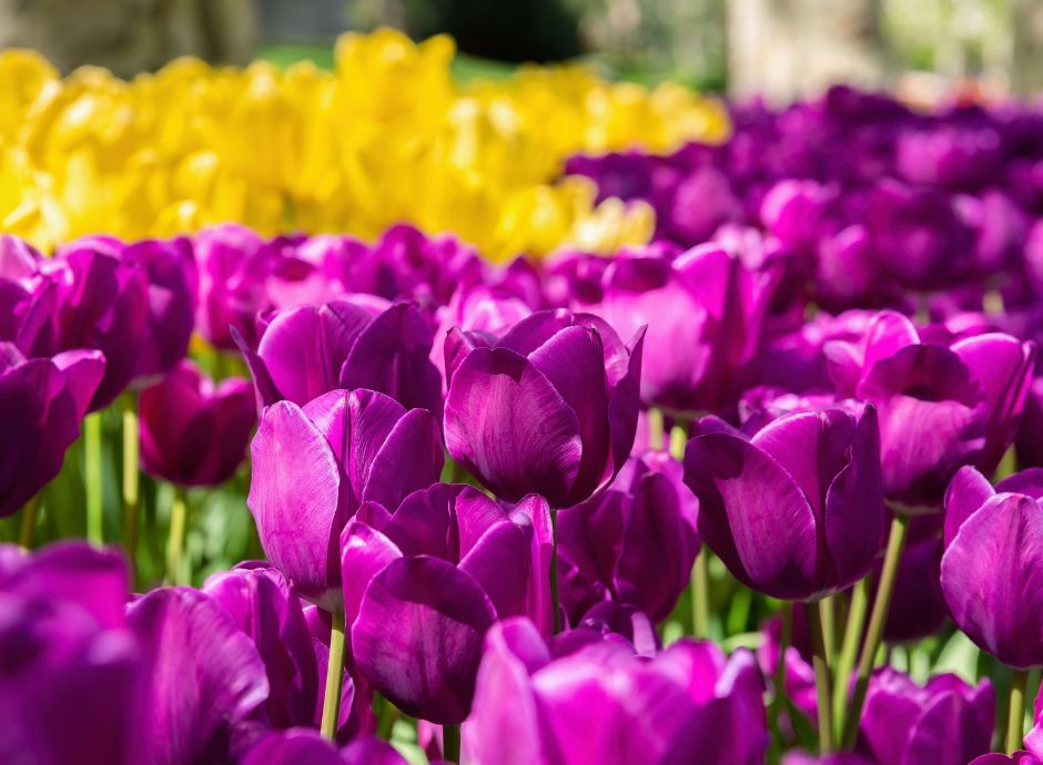 agenzia-entrate-salva-ancora-una-volta-settore-florovivaismo-tu_p69740 Sezione Circolari