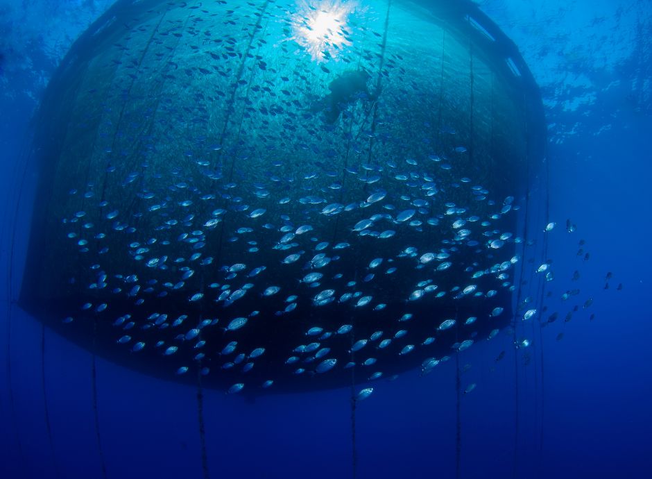 criteri-assegnazione-contributo-compensativo-favore-imprese-pes_p18496 Sezione Circolari