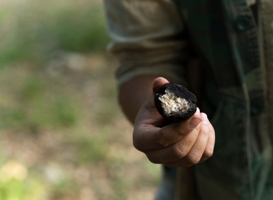 raccoglitori-occasionali-tartufi-disciplina-fiscale-applicabile Sezione Circolari