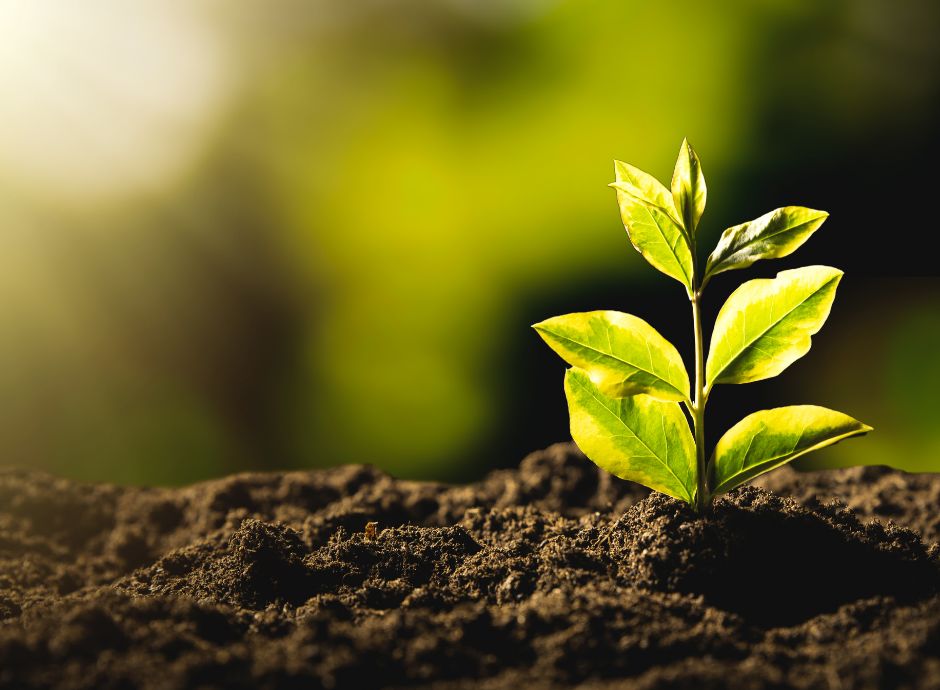 bando-pratiche-ecologiche-via-presentazione-domande-contributo Circolari OP del settore ortofrutticolo