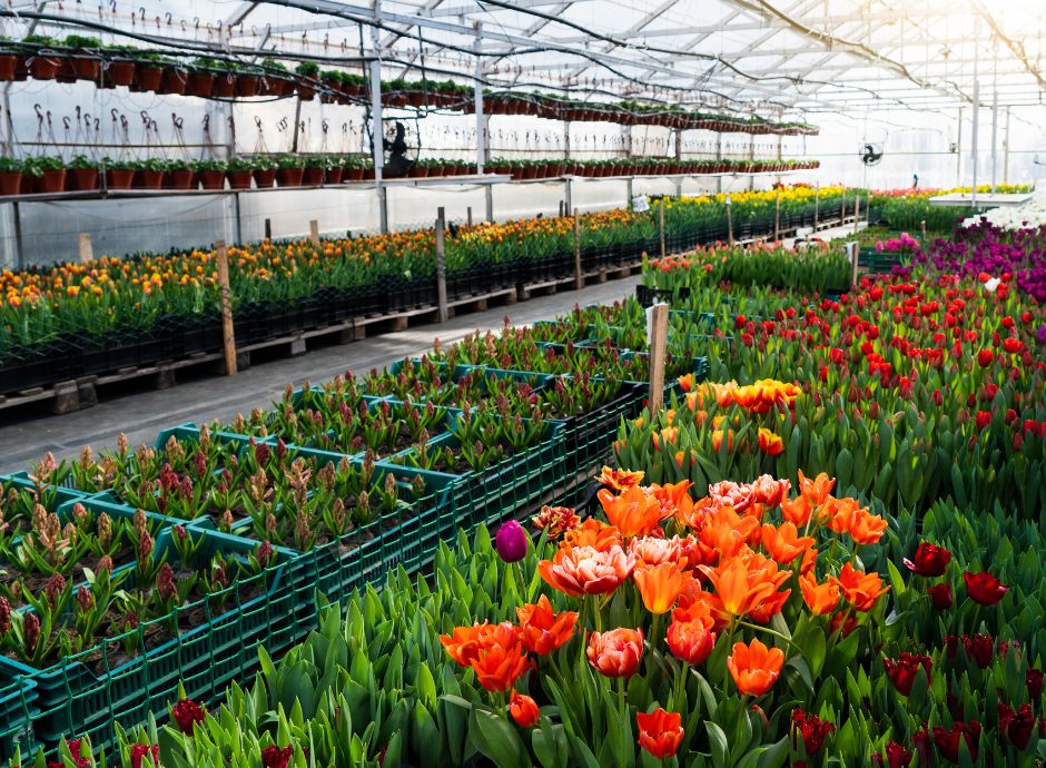 florovivaismo-oro-quello-luccica Circolari OP del settore ortofrutticolo