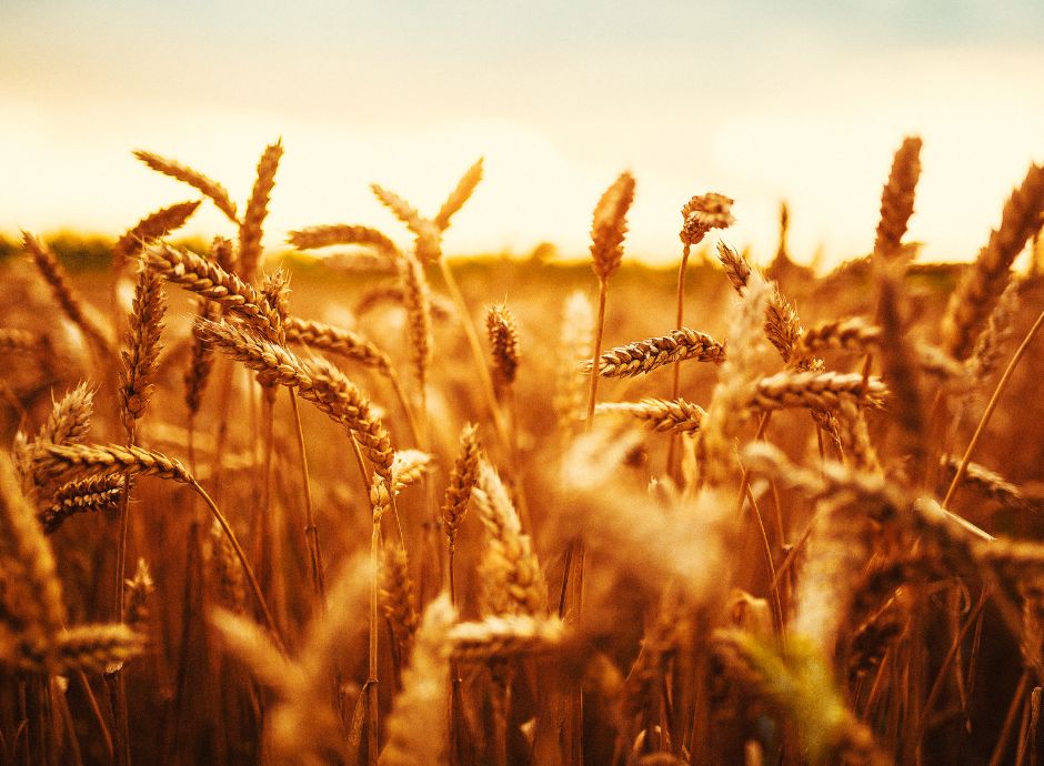 proroga-presentazione-domande-fondo-grano-duro-campagna-2025 Sezione Circolari PAC | ConsulenzaAgricola.it