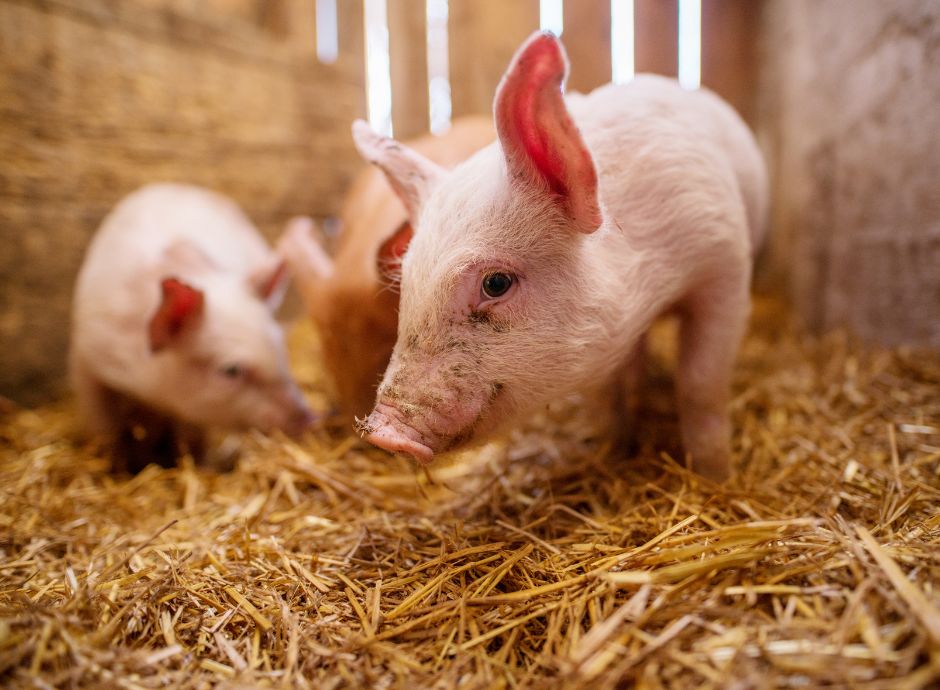 aggiornamento-zone-soggette-restrizioni-peste-suina-africana Circolari OP del settore ortofrutticolo