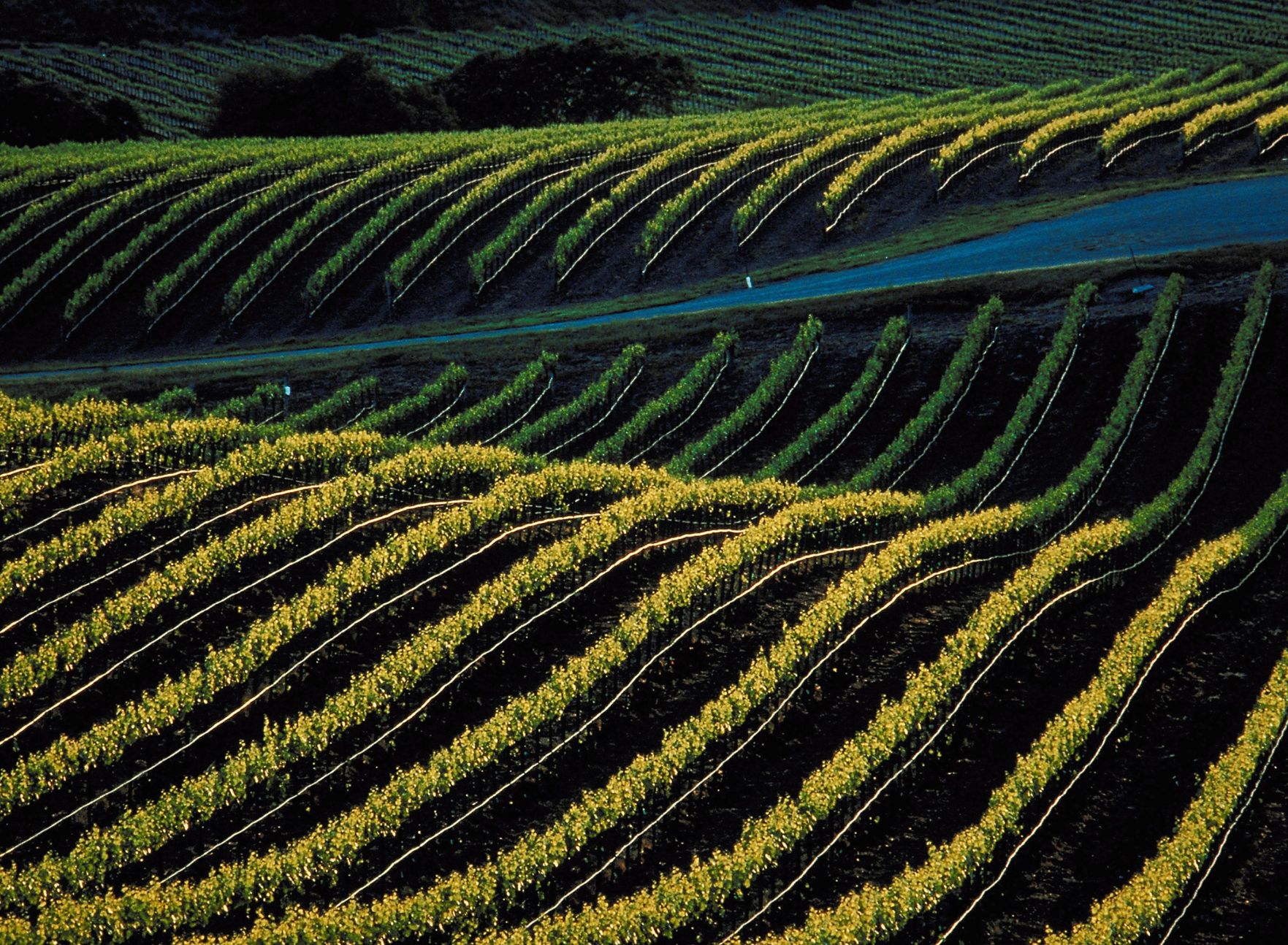 nuovo-schedario-viticolo-grafico ConsulenzaAgricola -  Risposte efficaci per il mondo agricolo