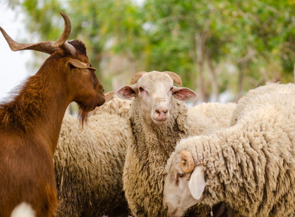 epidemie-animali-nuove-decisioni-ue-peste-piccoli-ruminanti-der_p85076 Sezione Circolari