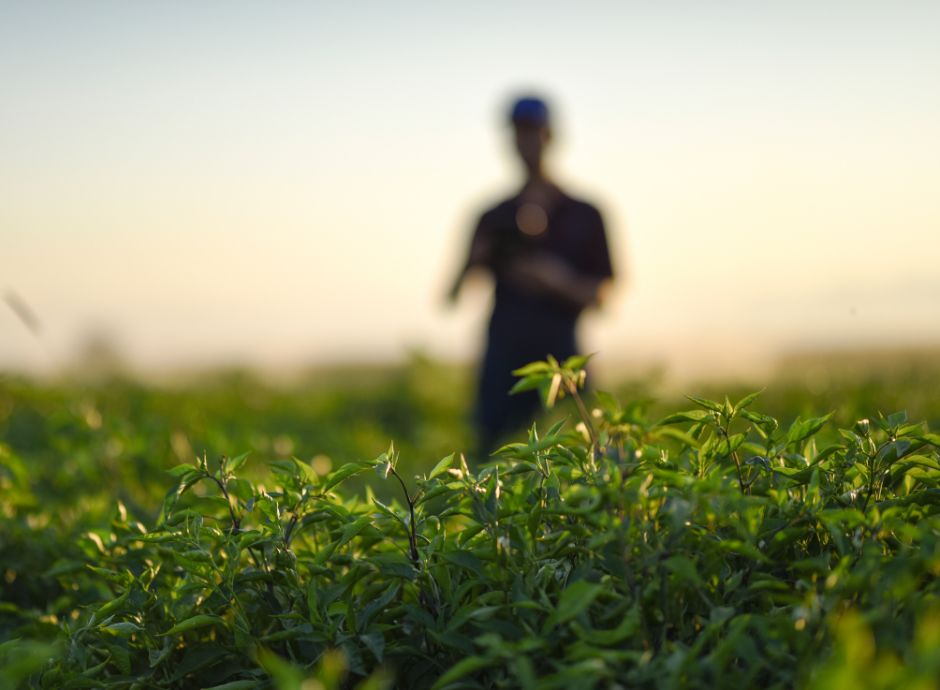nuove-scadenze-adesione-sqnba-domande-fondo-grano-duro Sezione Circolari PAC | ConsulenzaAgricola.it