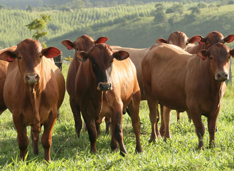 faq-ministeriali-sqnba-ecoschema-1-livello-2-1 Sezione Circolari PAC | ConsulenzaAgricola.it