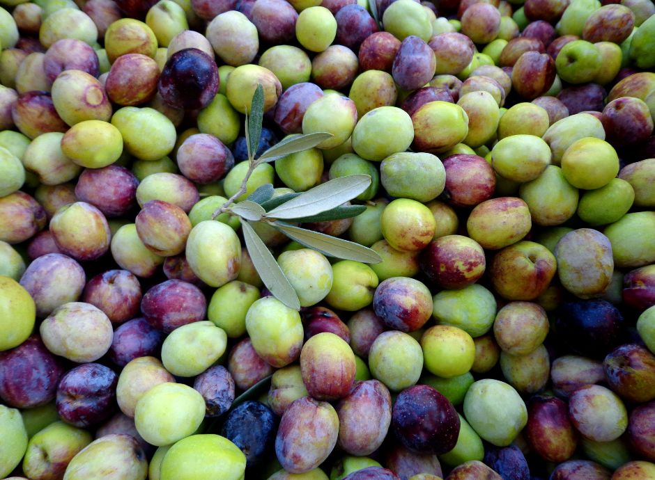 masaf-pronto-decreto-rinvio-2026-consegna-olive-entro-sei-ore-f_p13992 Sezione Circolari