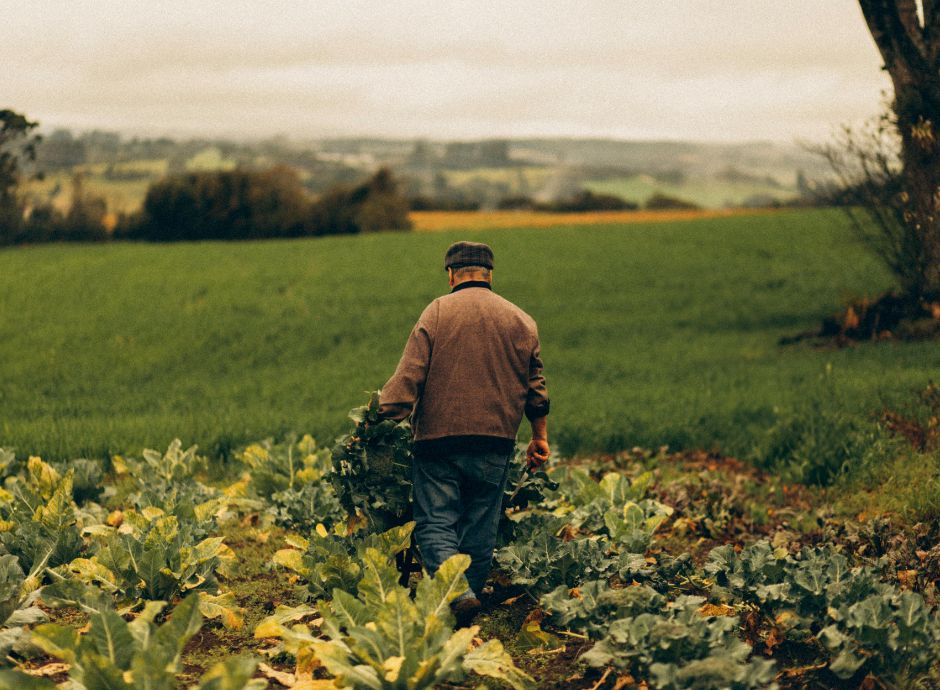 lavoro-agricolo-arrivi-avvisi-bonari-inps-2023-2024 Sezione Circolari