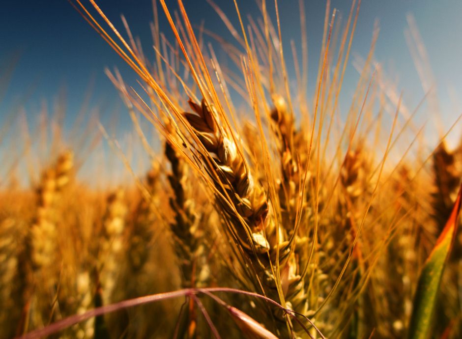 granaio-italia-obbligatorio-1-luglio-2025-aziende-agricole-oper_p74910 Sezione Circolari Varie | ConsulenzaAgricola.it