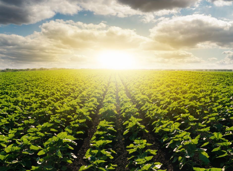 ottava-edizione-banca-nazionale-terre-agricole-oltre-14-000-ett_p47052 Sezione Circolari Varie | ConsulenzaAgricola.it