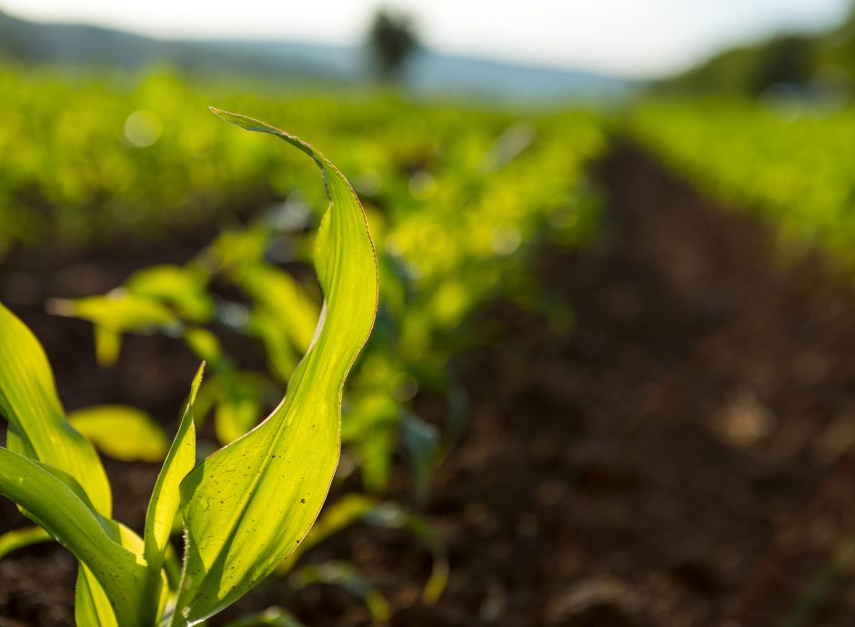 biologico-agroecologia-centro-innovazione-europea-nuova-agenda-_p83518 Sezione Circolari Varie | ConsulenzaAgricola.it