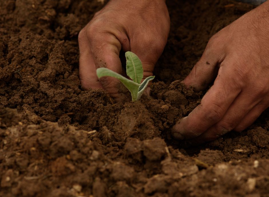 pubblicato-sito-masaf-elenco-nazionale-materiale-eterogeneo-bio_p17599 Sezione Circolari Varie | ConsulenzaAgricola.it