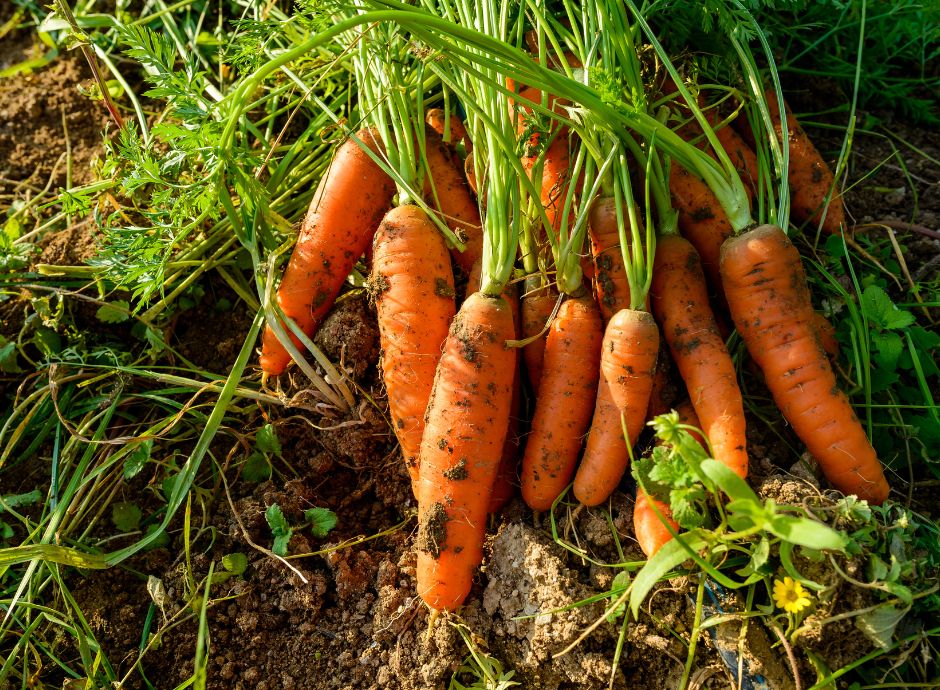 rapporto-egtop-2025-parere-degli-esperti-ue-su-sostanze-e-proce_p87302 Sezione Circolari Varie | ConsulenzaAgricola.it