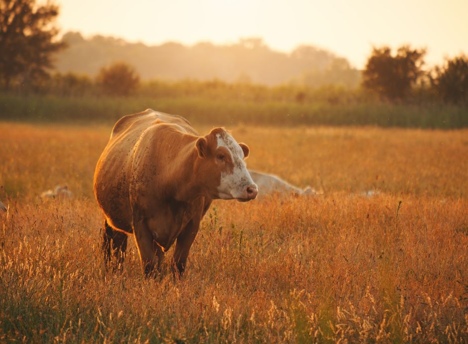 pagamento-saldi-ecoschema-1-campagna-2025 ConsulenzaAgricola -  Risposte efficaci per il mondo agricolo